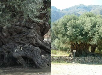 Κρήτη: Τα Αρχαιότερα Δένδρα Στον Κόσμο Βρίσκονται Εκεί – Ελιές 9.000 Ετών Βγάζουν Καρπούς