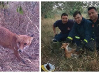 Πυροσβέστες Έσωσαν Αλεπουδίτσα Στο Πήλιο Και Αυτή Ποζάρει Μαζί Τους