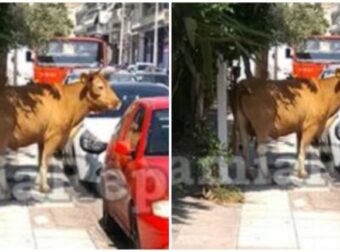 Πρωτοφανές Σκηνικό στη Λαμία: Κυνηγούσαν πανικόβλητο Tαύρο μέσα στην πόλη