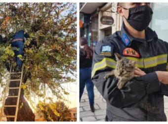 Η Πυροσβεστική Κέρκυρας απεγκλώβισε γατούλη που ήταν σε δέντρο και έκλαιγε- Και θα τον υιοθετήσει