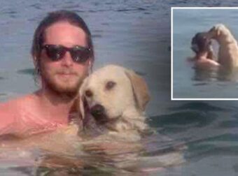 Έκανε διακοπές στην Ελλάδα όταν έσωσε τη ζωή ενός αδέσποτου Σκύλου. Σήμερα η Ιστορία τους έχει συγκλονίσει τον Πλανήτη!