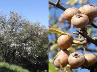 Οι καρποί του ένας διατροφικός θησαυρός: Το ξεχασμένο Ελληνικό δέντρο με τις αμέτρητα οφέλη που μεγάλωσε γενιές και γενιές