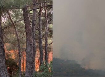 Ασύλληπτη καταστροφή στο Δάσος της Δαδιάς: «Θα χρειαστούν δεκαετίες για να αναγεννηθεί ό,τι χάθηκε»