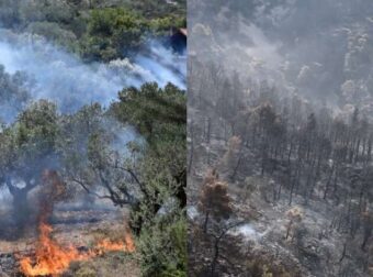 Στάχτη πάνω από 600.000 στρέμματα: Η Αττική έχασε το 1/3 των δασών της μέσα σε 7 χρόνια