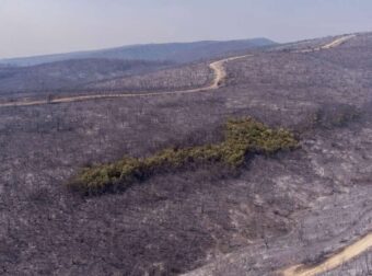 «Χρειάζεται πάνω από 150 χρόνια για να επανέλθει»: Ανεπανόρθωτη η καταστροφή στο δάσος της Δαδιάς