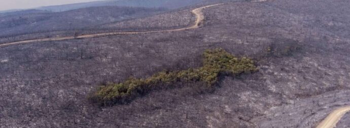 «Χρειάζεται πάνω από 150 χρόνια για να επανέλθει»: Ανεπανόρθωτη η καταστροφή στο δάσος της Δαδιάς