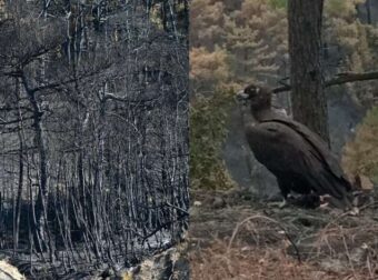 Τραγωδία στον Έβρο: Ο θρήνoς του μαυρόγυπα πoυ απoτυπώνει την τραγωδία στο δάσος της Δαδιάς