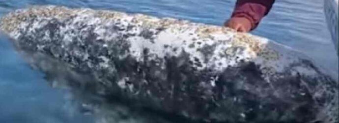 Μεξικό: Η στιγμή που φάλαινα «ζητά βοήθεια» για να της αφαιρέσουν παράσιτα
