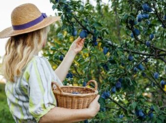 Το αποξηραμένο φρούτο που «κάνει θαύματα» στις 55αρες – Δείτε γιατί